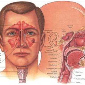 Ethmoid And Sphenoid Sinus - The Sinus Infection Headache