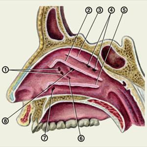 Sinuses Infection - Understanding, Preventing And Treating Diseases Of The Sinus Cavities